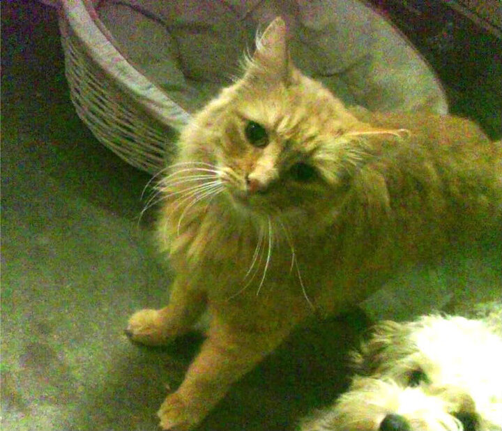 德国男子67公斤级举重选手在决赛中获得银牌，德国女子举重运动员