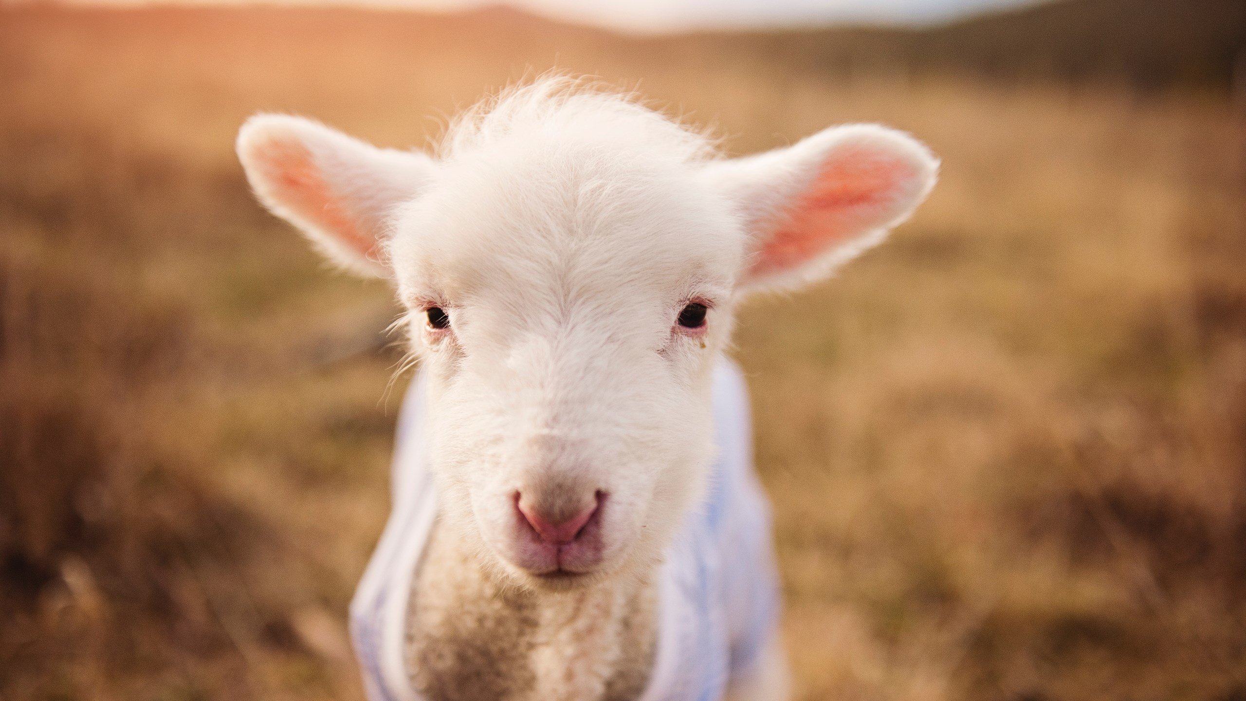 开云体育官方网入口-“西甲战火升级,联赛进入关键阶段”,最新西甲战报