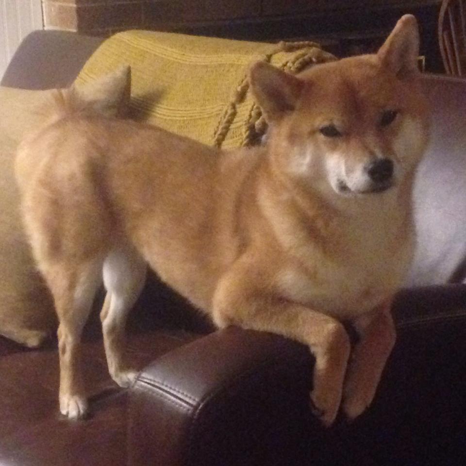 开云APP-【经典对决】奥沙利文与丁俊晖的巅峰对抗回顾，奥沙利文和丁俊晖哪个厉害